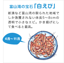 富山湾の宝石「白えび」