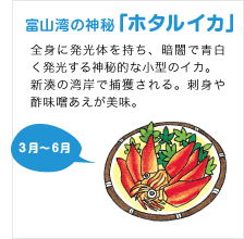 富山湾の神秘「ホタルイカ」