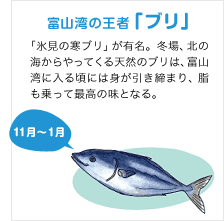富山湾の王者「ブリ」